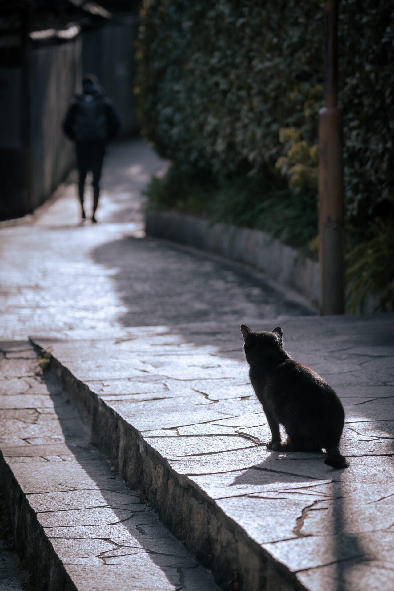 Távozó férfi akit egy macska néz